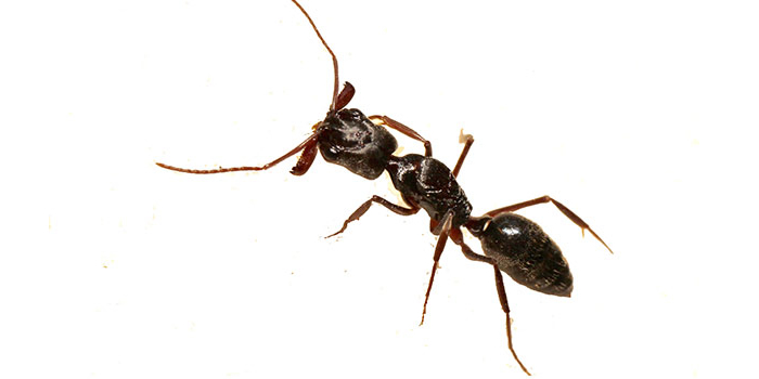 Ants Hudson NJ Pest Control Exterminator