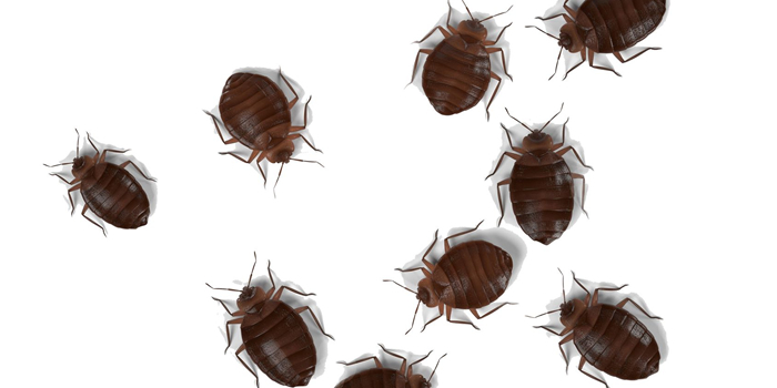 Bed Bugs Bedbugs Hudson NJ Pest Control Exterminator
