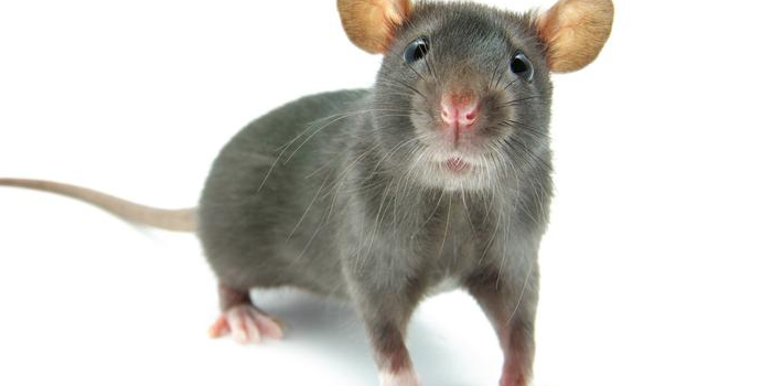 Rats Mice Hudson NJ Pest Control Exterminator